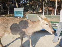 -杭州千岛湖开元度假村