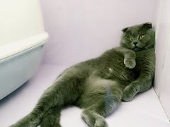 -喵的天空名猫咖啡馆·撸猫·猫舍·用品