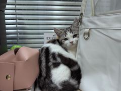 -pd派德宠物中心医院24H急重症·眼科中心·血液透析中心(嵩山北路店)