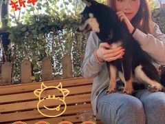 -柴犬高等学院·狗咖·柴犬售卖·宠物训练