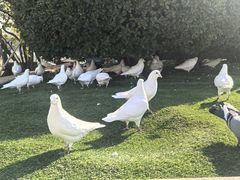 -Lets burger非常汉堡·环球风味(蓝色港湾店)