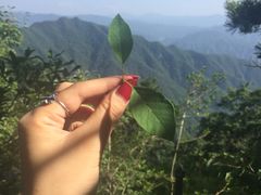 -王顺山国家森林公园