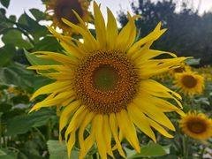 -长春公园(普阳街道)