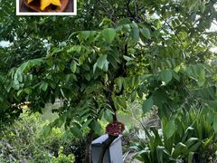 -厦门悦华酒店