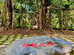 -中国科学院西双版纳热带植物园