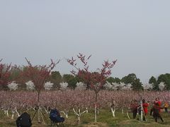 -金卉庄园