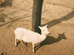 -石家庄市动物园