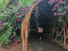 -滕州微山湖红荷湿地景区