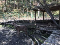 -天台国家森林公园水上茶乡九鹏溪