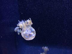 -西雅图水族馆