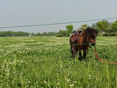 -扬州芍药园(仪征市)