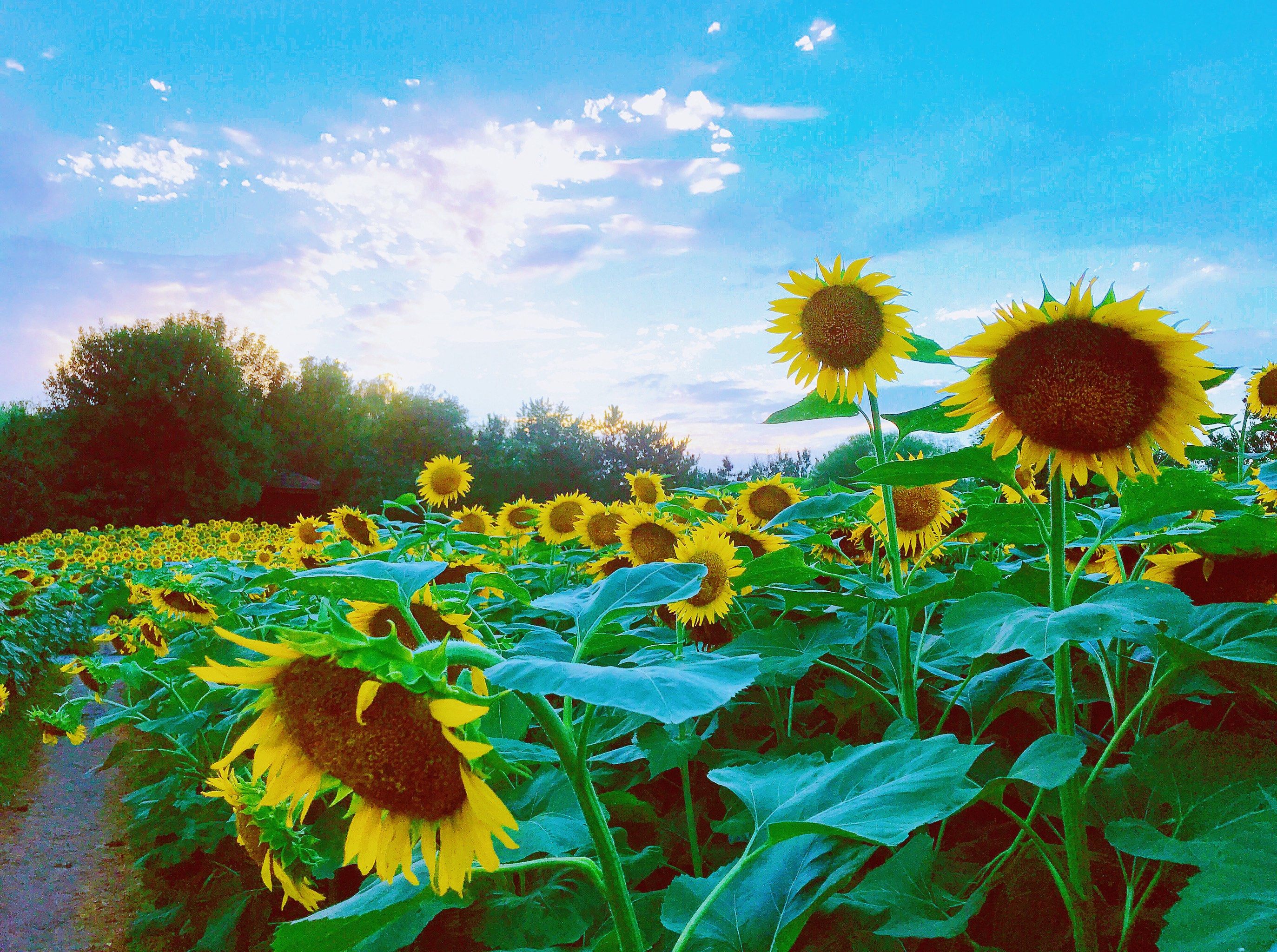 漫步花丛,心情美丽如画