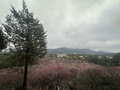 -香雪海