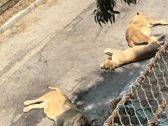 -大连森林动物园