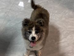 -暖阳宠物医院·犬猫康复中心·骨科