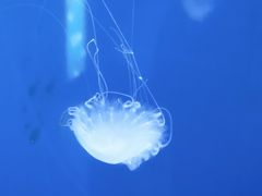 -乌鲁木齐海洋馆