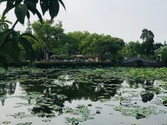-无锡蠡湖国家湿地公园-蠡园