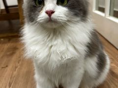 -楼上猫咖(罗湖店)