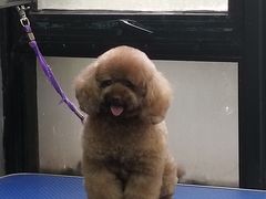 -PETKIT 小佩宠物·低压洗护·美容·寄养(安远店)