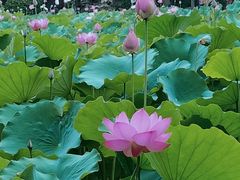 -莲湖公园