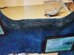 -上海大自然野生昆虫馆(东方明珠·爬宠昆虫探索中心)