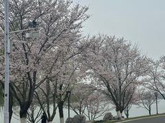 -羊山湖公园