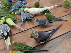 景点-南宫五洲植物乐园