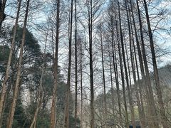 -虎跑公园