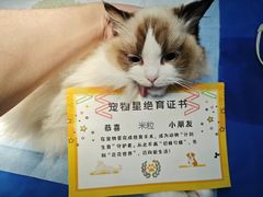 -宠物星动物医院·眼科·异宠·猫科(江南大道总院)