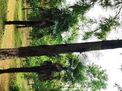 -黄海国家森林公园