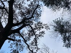 -紫金山山顶公园