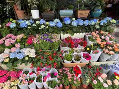 -青石桥花鸟鱼虫市场(叠翠城店)