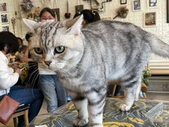 -平行世界·猫咖(首经贸店)