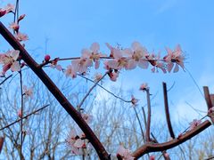 -桃花堤公园