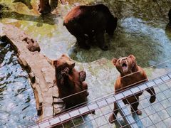 -深圳野生动物园