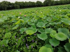 -荷塘月色湿地公园·向阳花洲
