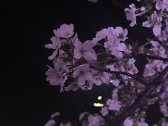 -西北湖绿化广场
