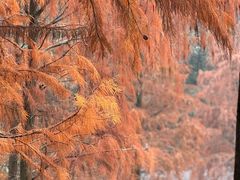 -重庆彩云湖湿地公园
