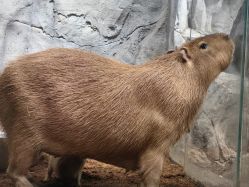 -Zoolung Zoolung动物主题公园(海信广场店)