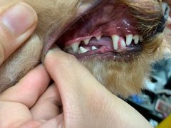 -宠福鑫康馨动物医院·骨科·眼科