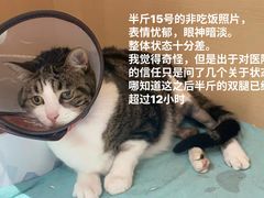 -柏萃动物医院·骨科·牙科
