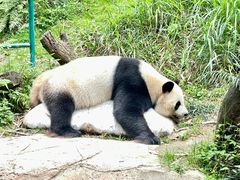 -广州长隆野生动物世界
