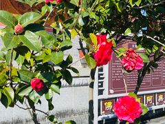 -崇圣寺三塔文化旅游区