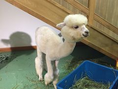 -藦茜花园宠物主题亲子互动体验馆(国顺东路店)