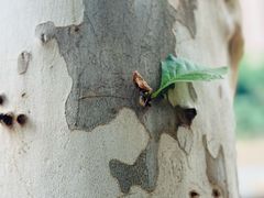 -重庆市江北嘴中央商务区中央公园