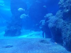 -左海海底世界