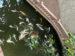 -南宫五洲植物乐园