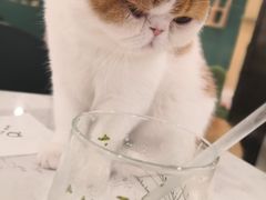 -飞行喵MR PILOT|猫舍·猫咖(静安大融城店)