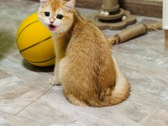 -北京观赏动物医院·24小时大型综合·猫专科·异宠专科
