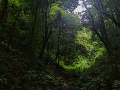 -云南屏边大围山国家公园